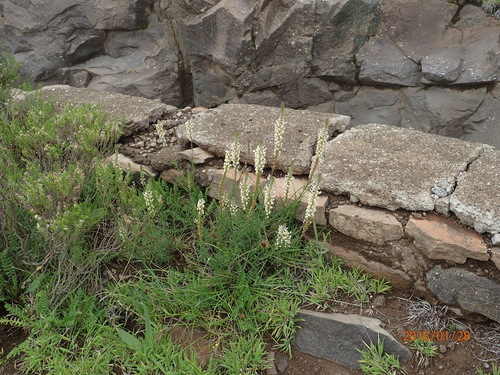 Image of Hebenstretia dura by no rights reserved