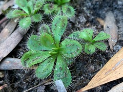Drosera aberrans