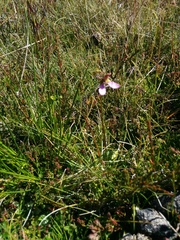 Eriochilus cucullatus