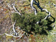 Hakea microcarpa