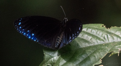 Euploea mulciber