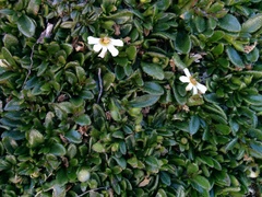 Scaevola hookeri