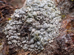 Dermatocarpon leptophyllodes