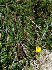 Pultenaea fasciculata
