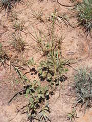 Chascanum hederaceum