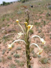 Chascanum hederaceum