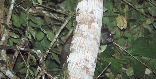 Mindanao Flying Squirrel (Petinomys mindanensis) — Least Concern Mammalia