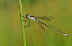 Lestes dryas