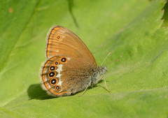 Coenonympha hero