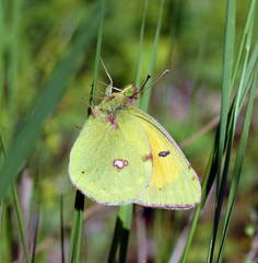 Colias myrmidone