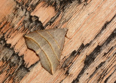 Colobochyla salicalis