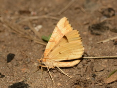 Eulithis mellinata