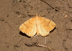 Eulithis mellinata