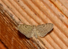 Eupithecia satyrata