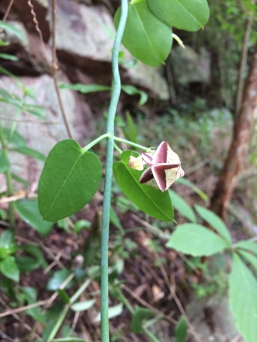 Ceropegia distincta