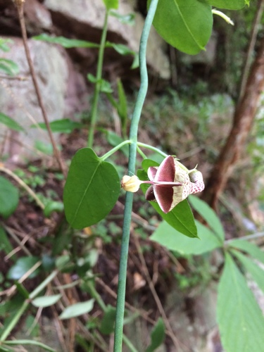 Ceropegia distincta