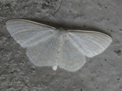 Geometridae