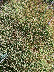 Scleranthus biflorus