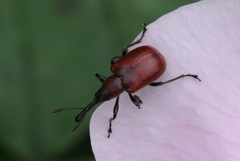 Merhynchites wickhami