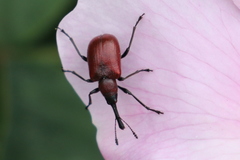 Merhynchites wickhami