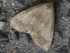 Scedopla diffusa