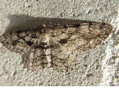 Geometridae