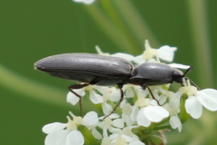 Corymbitodes