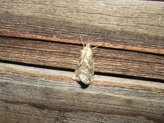 Evergestis frumentalis