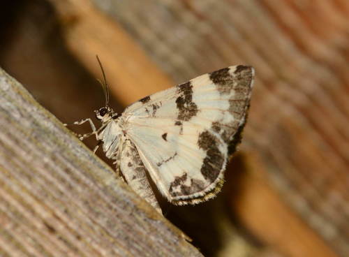 White-banded Carpet Moth