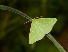 Thetidia smaragdaria