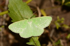 Thetidia smaragdaria