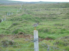 Tringa totanus robusta