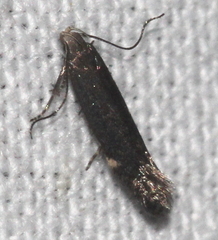 Aproaerema anthyllidella