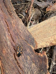 Spilostethus pacificus