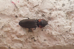 Cardiophorus