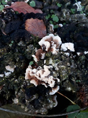 Fungi