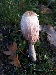 Coprinus comatus