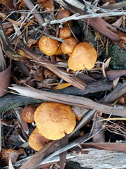 Fungi