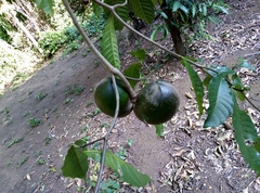 Tabernaemontana donnell-smithii