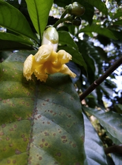 Tabernaemontana donnell-smithii