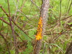 Phragmidium rosae-pimpinellifoliae