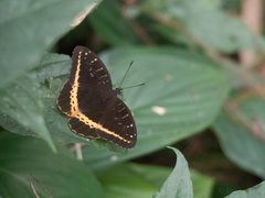 Lexias panopus