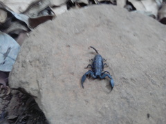 Scorpiops deccanensis