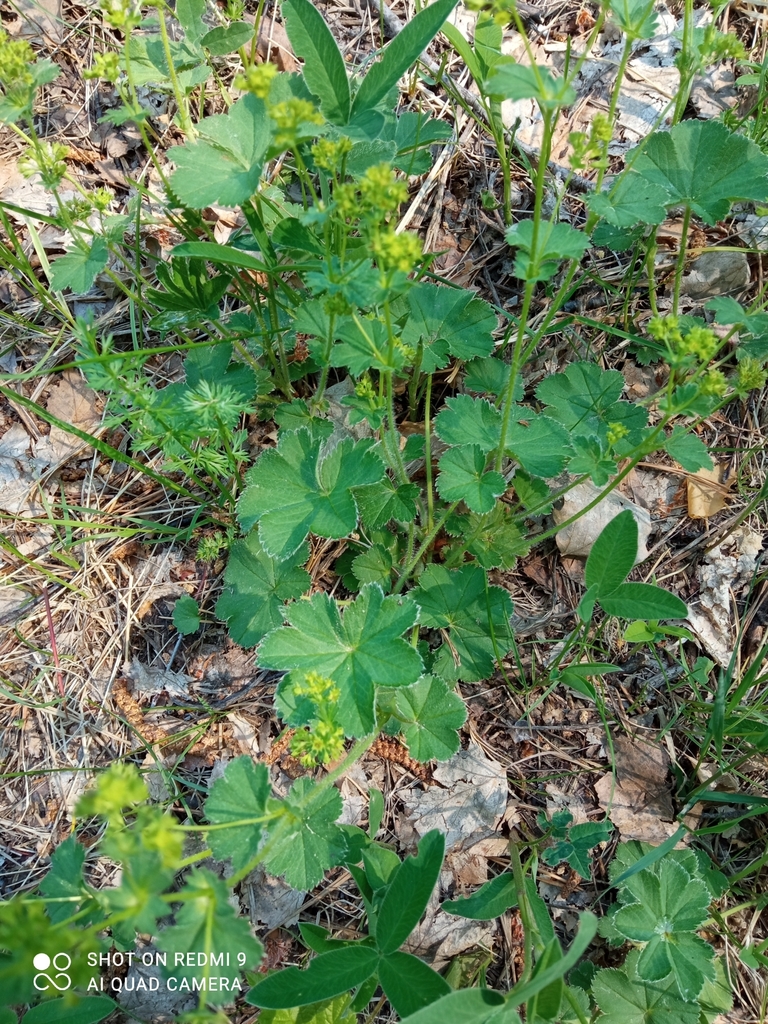 Alchemilla tubulosa
