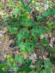 Alchemilla tubulosa