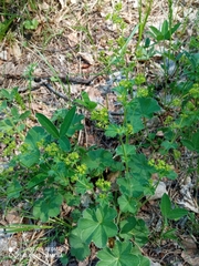 Alchemilla tubulosa