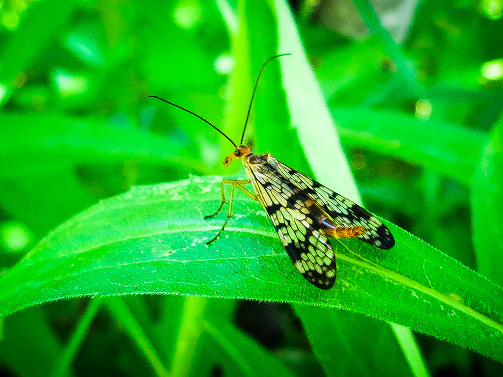 Panorpa claripennis