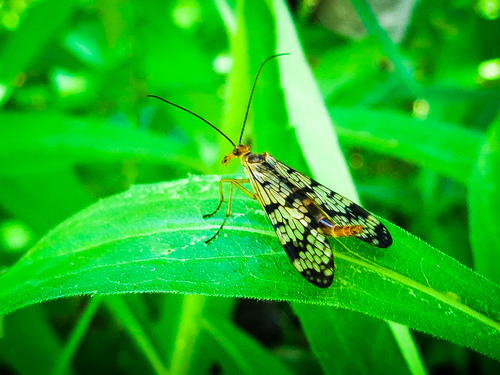 Clear-winged Scorpionfly