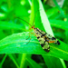 Panorpa claripennis - Photo (c) Jason King, algunos derechos reservados (CC BY-NC), subido por Jason King