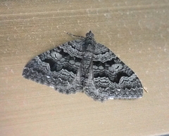 Xanthorhoe anthracinata